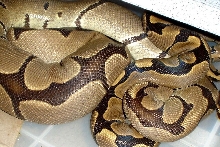 Genetic Reduced Pattern mating