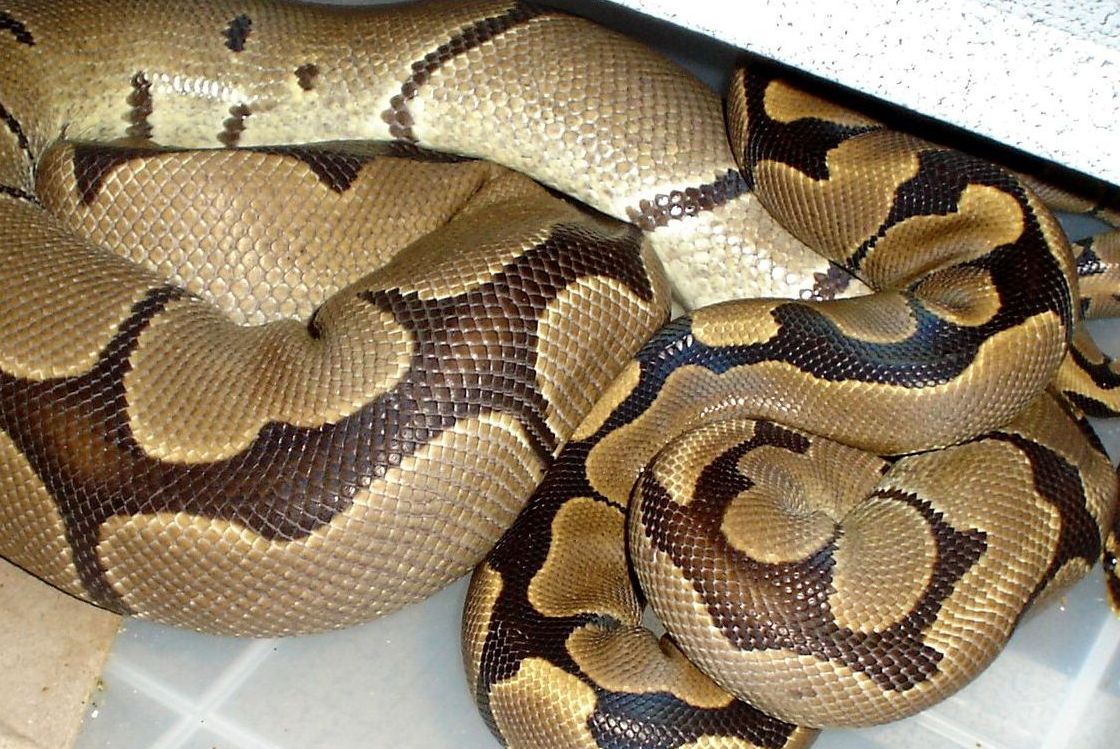 Genetic Reduced Pattern mating