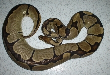 Genetic Reduced Pattern ovulating