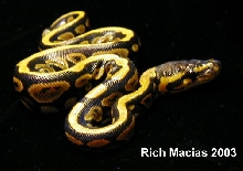 Baby Gold Stripe