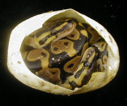 Twin Ball Pythons 2004