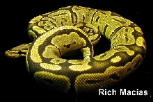 Yellow Ghost Ball Python