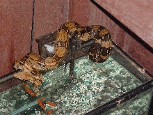 Snakes 4'5"