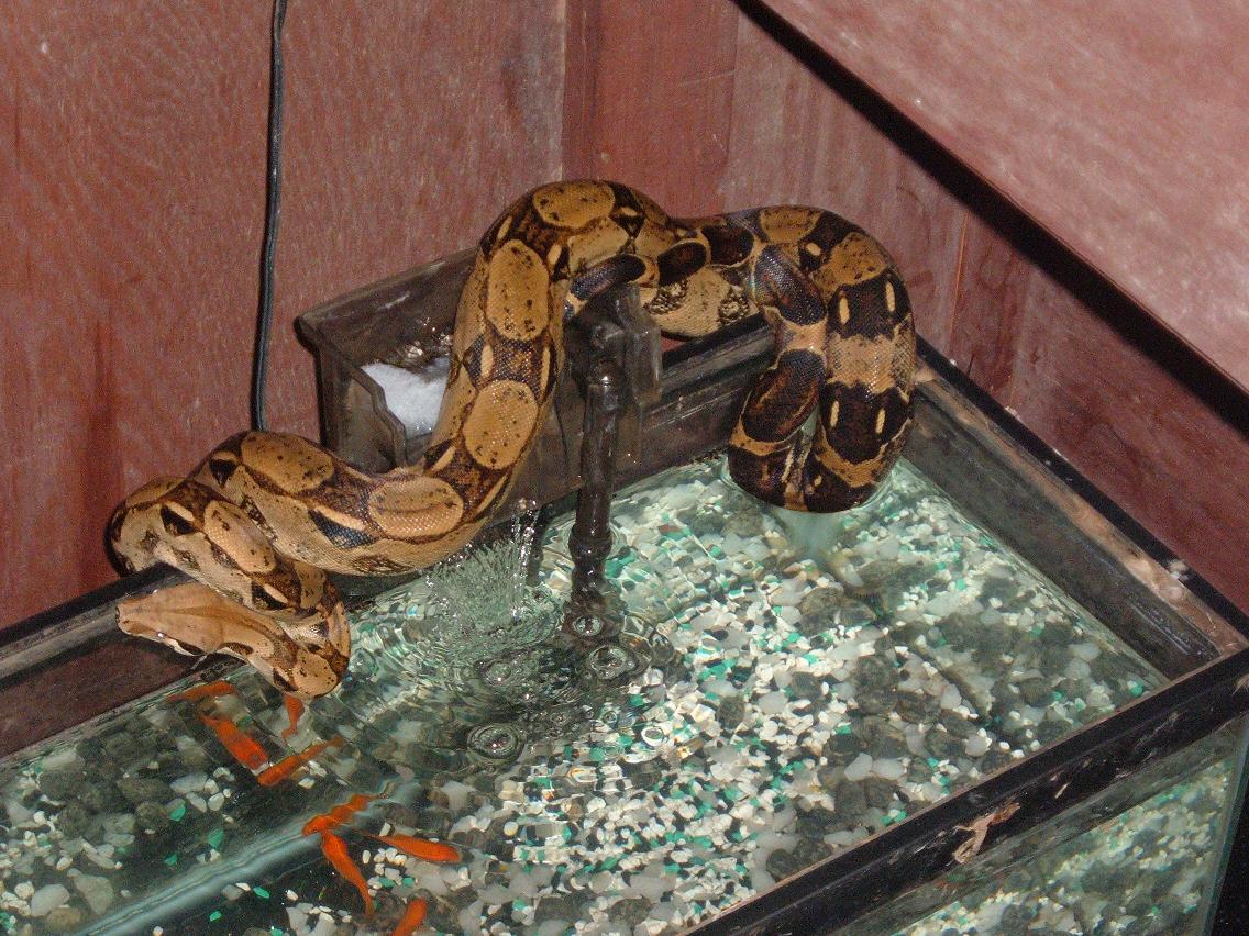 Snakes 4'5"