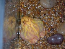 PacMan