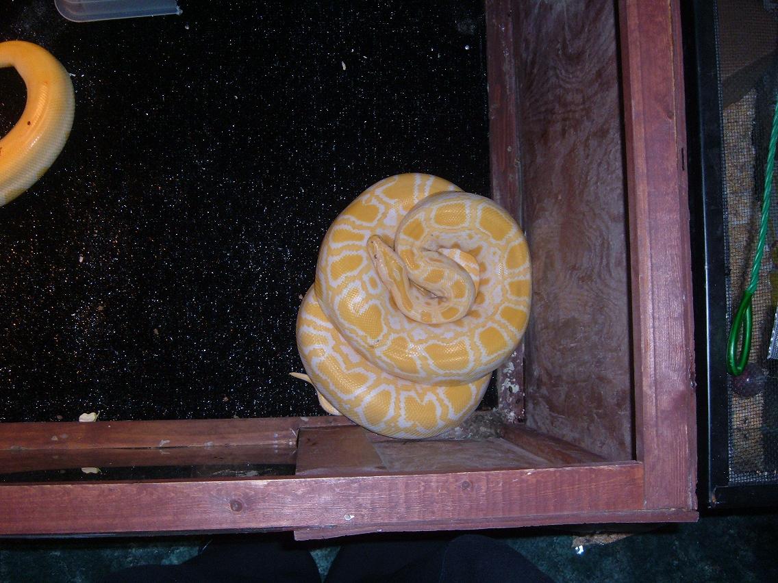 Just getting ready to shed