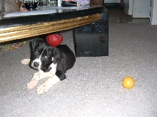 new puppy