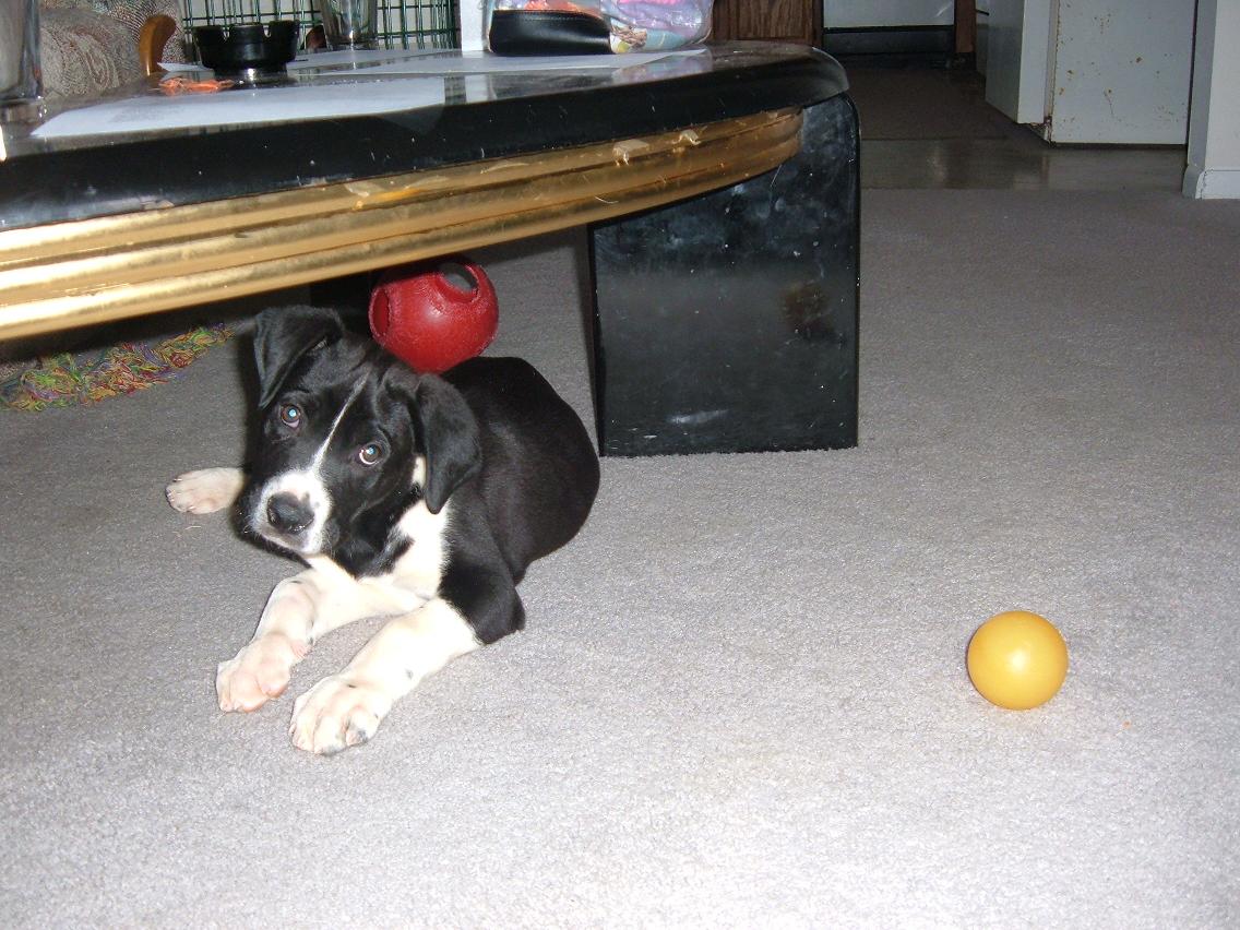 new puppy