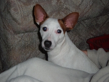 Little Hercules 2