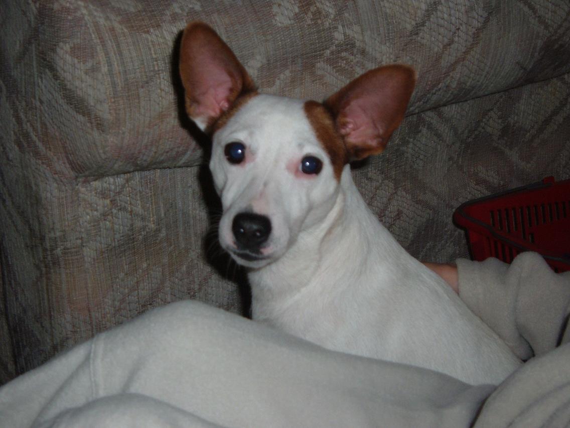 Little Hercules 2