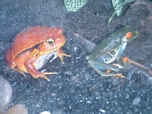 red eye and tomato