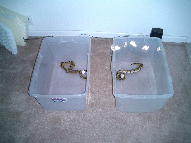 ball python