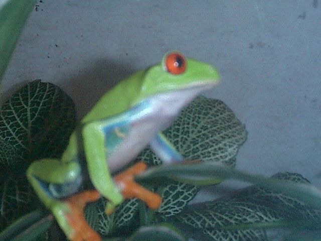 Frog