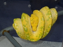 2010 Male Biak
