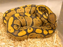 Female Butterscotch Ghost