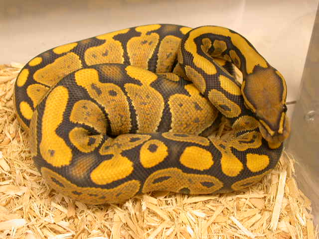 Female Butterscotch Ghost