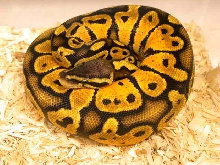 2005 Graziani Line Male Pastel
