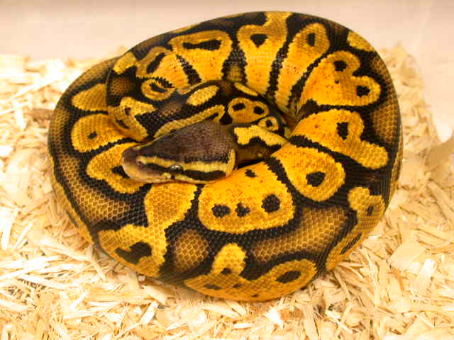 2005 Graziani Line Male Pastel
