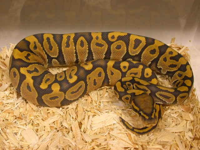2005 Male Ghost Ball Python