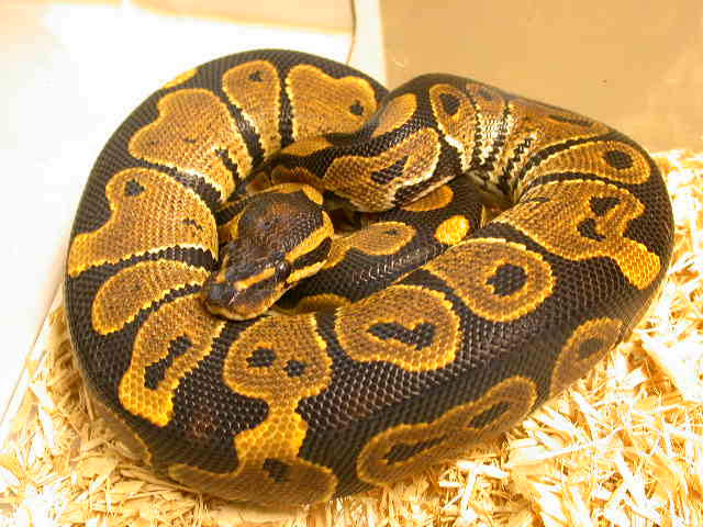 2005 Male Het for Butterscotch Ghost
