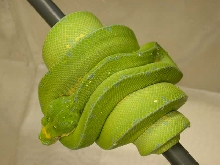 2003 Jayapura Male