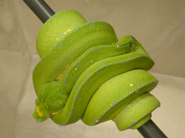 2003 Jayapura Male