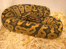 2005 Male Butterscotch Ghost