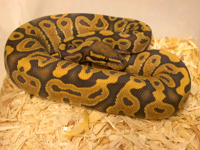 2005 Male Butterscotch Ghost