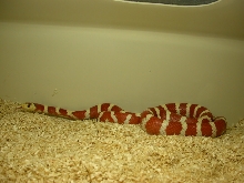 Male Applegate Pyro