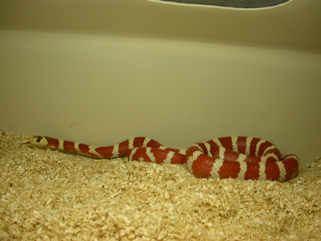 Male Applegate Pyro