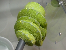 '06 Male Jayapura