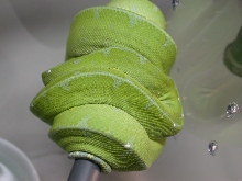 2006 Locality Jayapura Male