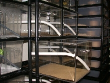 New Acrylic Cages