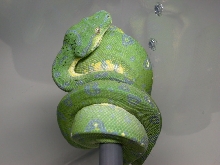 2007 Aru Chondro