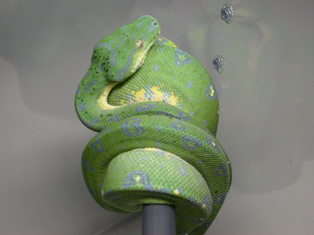 2007 Aru Chondro