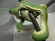 A 2007 North Mainland Chondro