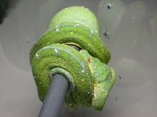 A 2007 Sorong Chondro
