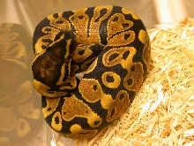 2008 Butterscotch Ghost Het