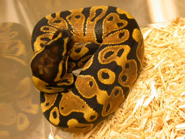 2008 Butterscotch Ghost Het
