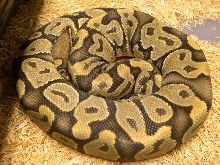 2005 Male Butterscotch Ghost