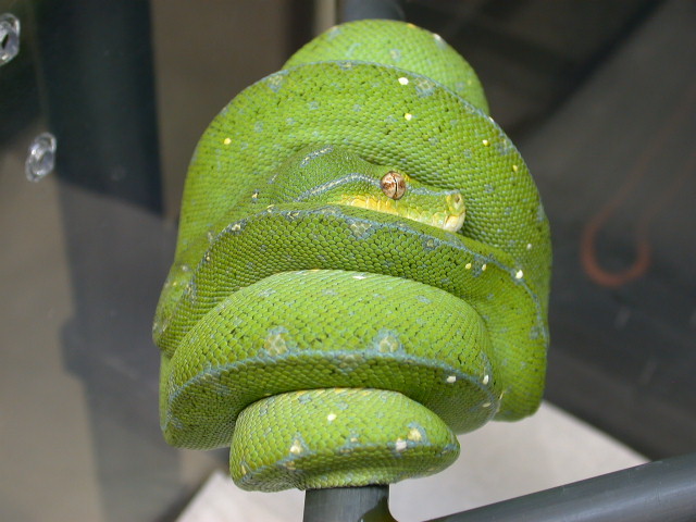 2007 Blue Striped Sorong Chondro