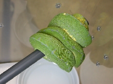 A 2007 Male North Mainland Chondro