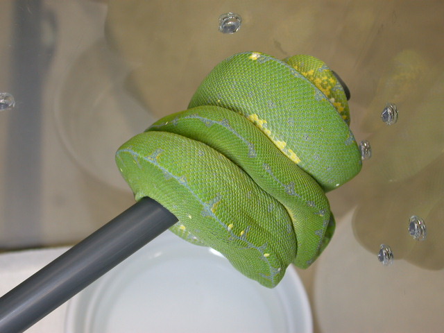 A 2007 Male North Mainland Chondro