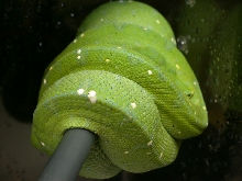 North Mainland Female Chondro