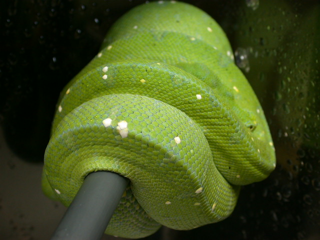 North Mainland Female Chondro