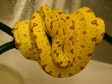2008 High Yellow Biak Chondro