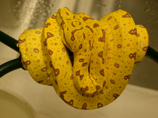 2008 High Yellow Biak Chondro