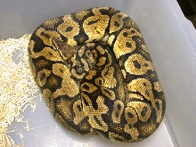 Male Pastel Ball Python