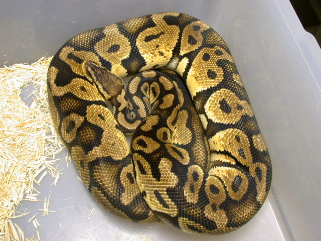 Male Pastel Ball Python