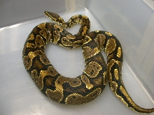Male Yellow Belly Ball python